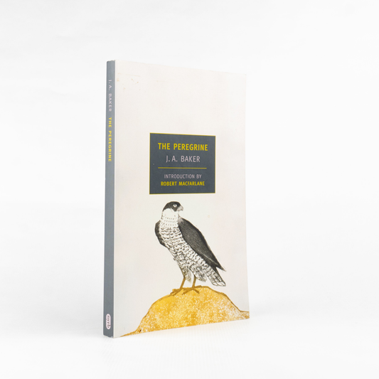 Portada 1:1 — The Peregrine